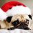 Mops